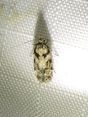 Pseudotelphusa palliderosacella