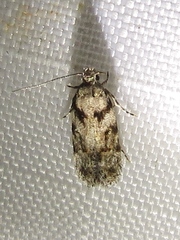 Pseudotelphusa palliderosacella