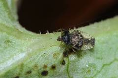 Cochlochila conchata