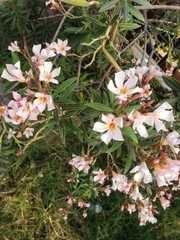 Nerium oleander