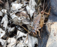 Gryllomorpha longicauda