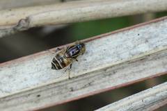 Eristalinus quinquestriatus