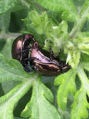 Chrysolina aurichalcea