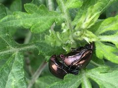Chrysolina aurichalcea