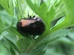 Chrysolina aurichalcea