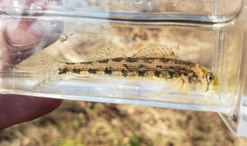 Cumberland Snubnose Darter