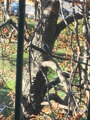 Dryobates pubescens