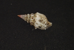 Cerithium maculosum