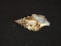 Cerithium maculosum