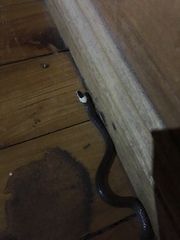 Cacophis harriettae