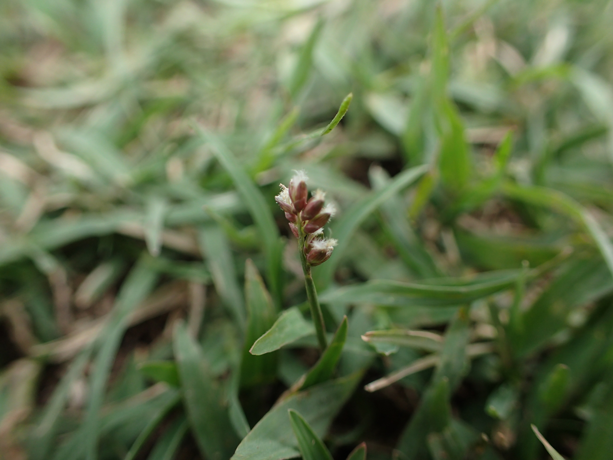 (c) bat (Maria Vorontsova), aucun droit réservé (CC0) https://www.inaturalist.org/observations/64328441