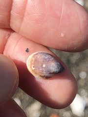 Crepidula convexa