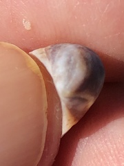 Crepidula convexa