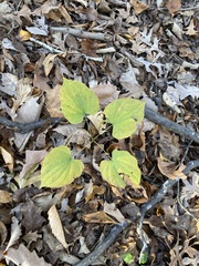 Dioscorea villosa