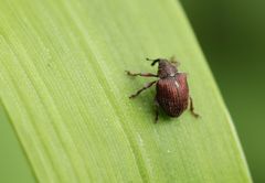 Coeliodes rubicundus