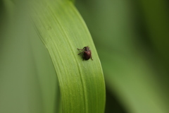 Coeliodes rubicundus