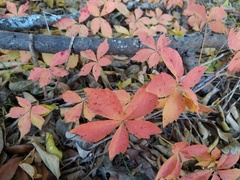 Parthenocissus quinquefolia