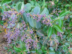 Ligustrum lucidum