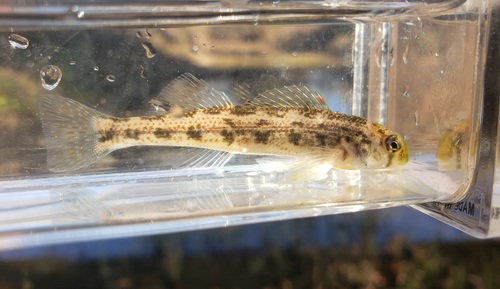 Cumberland Snubnose Darter