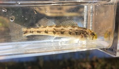 Etheostoma occidentale