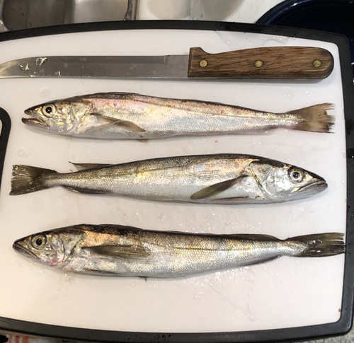Silver Hake
