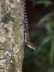 Anolis allogus