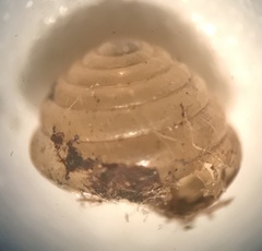 Euconulus fulvus