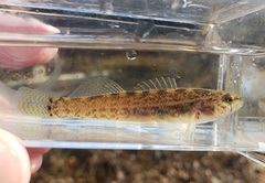Etheostoma crossopterum
