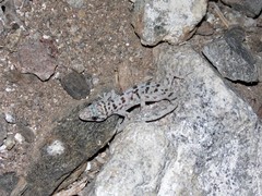 Phyllodactylus nocticolus