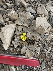 Ranunculus crithmifolius