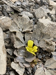 Ranunculus crithmifolius