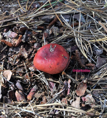 Russula rubescens