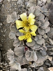 Ranunculus crithmifolius