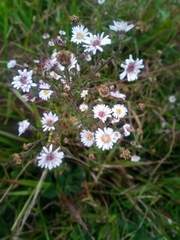 Symphyotrichum schaffneri