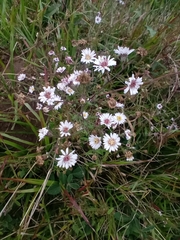 Symphyotrichum schaffneri