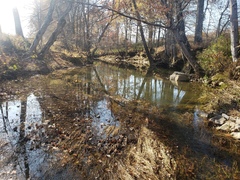 Etheostoma crossopterum