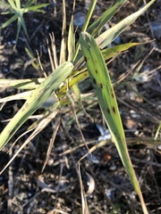 Pseudoseptoria bromigena