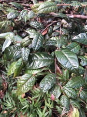 Hirtella rugosa