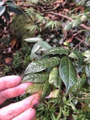 Hirtella rugosa