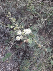 Mimosa quitensis