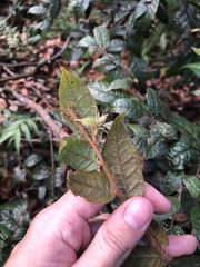 Hirtella rugosa