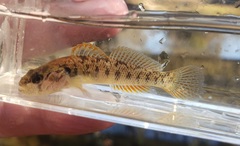Etheostoma smithi