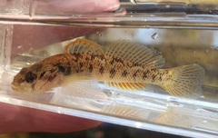 Etheostoma smithi