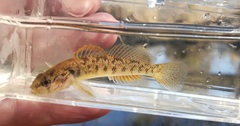 Etheostoma smithi