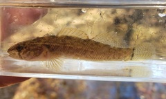 Etheostoma crossopterum