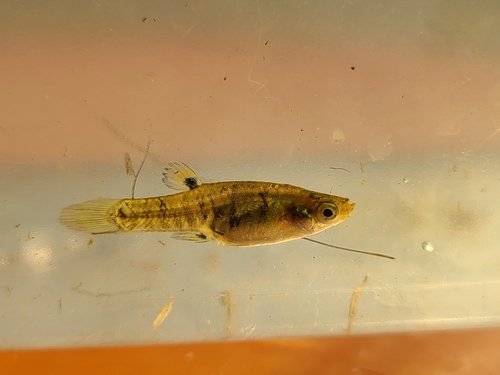 Least Killifish
