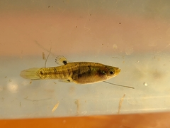 Least Killifish photo 4