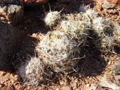 Mammillaria insularis