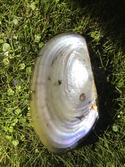 Anodontites trapesialis