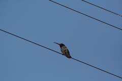 Cynanthus latirostris